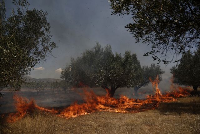 Πυρκαγιά στο Κάτω Σούλι Μαραθώνα – σε ύφεση η φωτιά στα Καλύβια