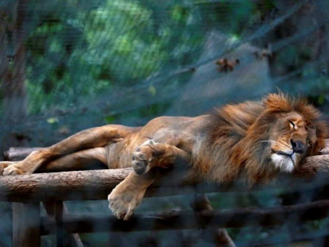 Από την πείνα πεθαίνουν τα ζώα στους ζωολογικούς κήπους της Βενεζουέλας