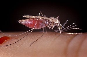 Έξαρση των κρουσμάτων ελονοσίας