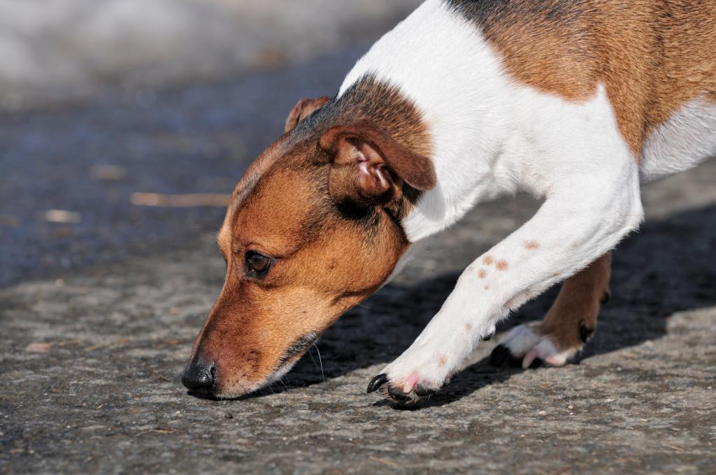Σκότωσαν και έγδαραν σκύλους στο Παναιτώλιο Αιτωλοακαρνανίας