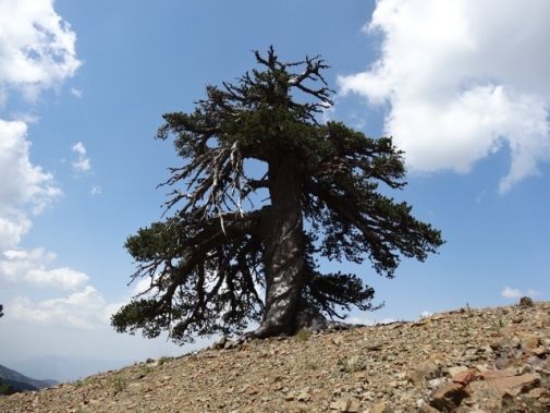 Στην Πίνδο το γηραιότερο δέντρο της Ευρώπης