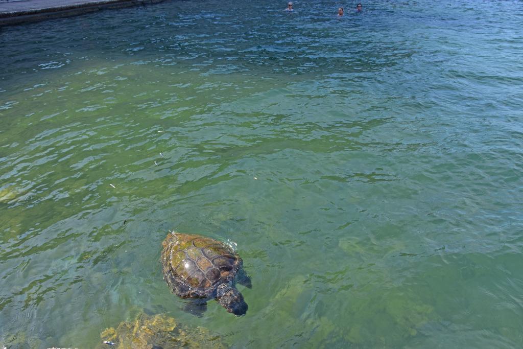 Χτυπημένη στο κεφάλι χελώνα επέπλεε ανάμεσα σε λουόμενους στο Ναύπλιο
