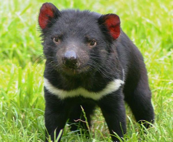 Αντικαρκινική αντίσταση ανέπτυξε ο δαίμονας της Τασμανίας