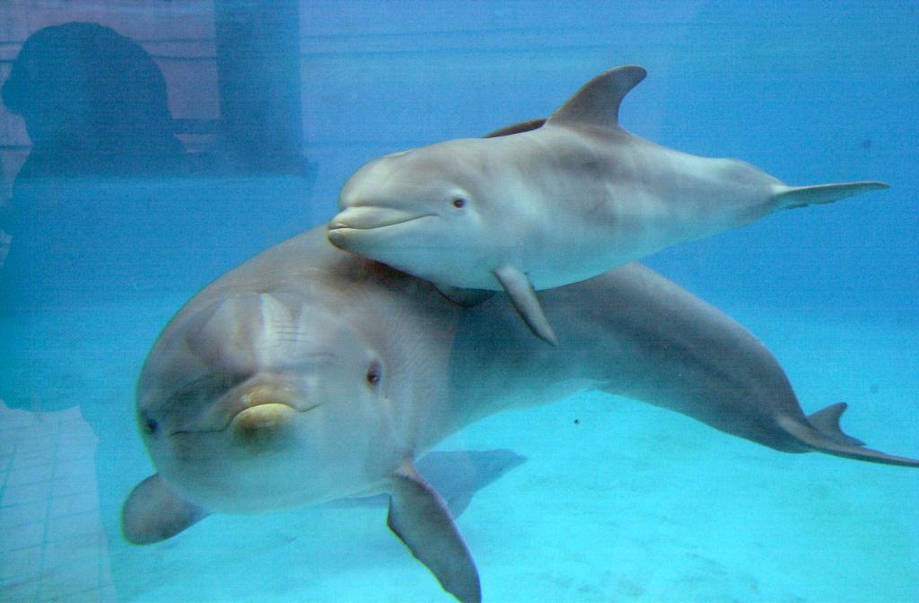Τέσσερα δελφινάκια από τη Φινλανδία στον ζωολογικό κήπο της Αθήνας