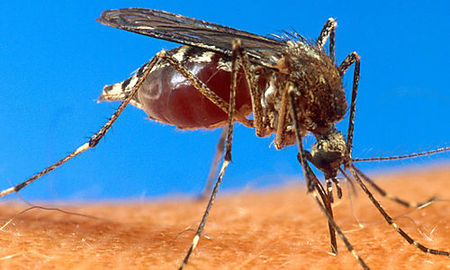 Τα κουνούπια μεταδίδουν τον ιό Ζίκα και στους απογόνους τους