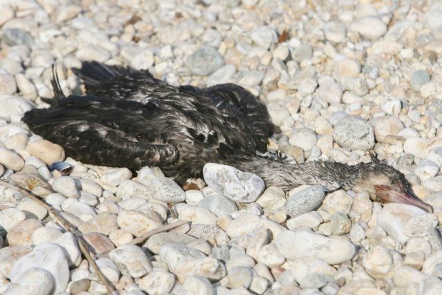 Κομισιόν προς Ελλάδα: Προστασία των άγριων πτηνών από δηλητηριάσεις