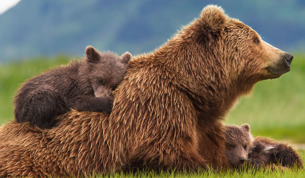 Επιτέλους ελπίδα για τις σιδηροδέσμιες αρκούδες της Αλβανίας