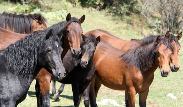 Και τα άλογα μπορούν να επικοινωνήσουν με τους ανθρώπους μέσω συμβόλων! | tanea.gr