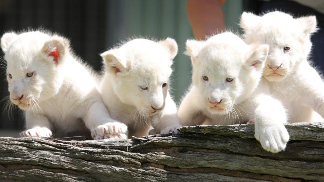 Τέσσερα λευκά λιονταράκια γεννήθηκαν στον ζωολογικό κήπο του Μπόρισεφ