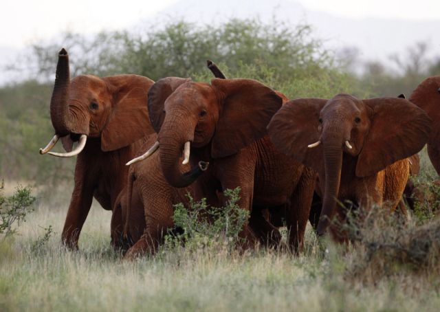 Μειώνεται δραματικά ο πληθυσμός ελεφάντων λόγω λαθροθηρίας