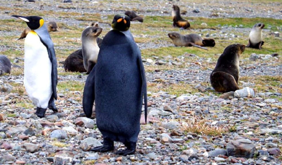 Aπήγαγαν πιγκουίνο για να διαμαρτυρηθούν για την αιχμαλωσία των ζώων