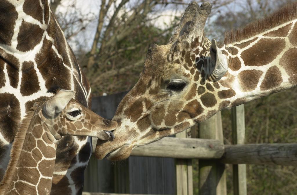 Για πρώτη φορά αποκαλύπτεται πως η καμηλοπάρδαλη δεν είναι ένα είδος, αλλά τέσσερα διαφορετικά