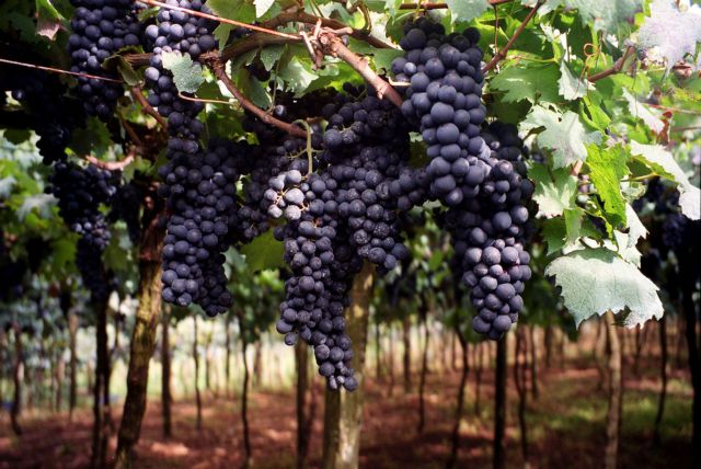 Η Κίνα στέλνει αμπέλια στο διάστημα.. αναζητώντας το τέλειο κρασί