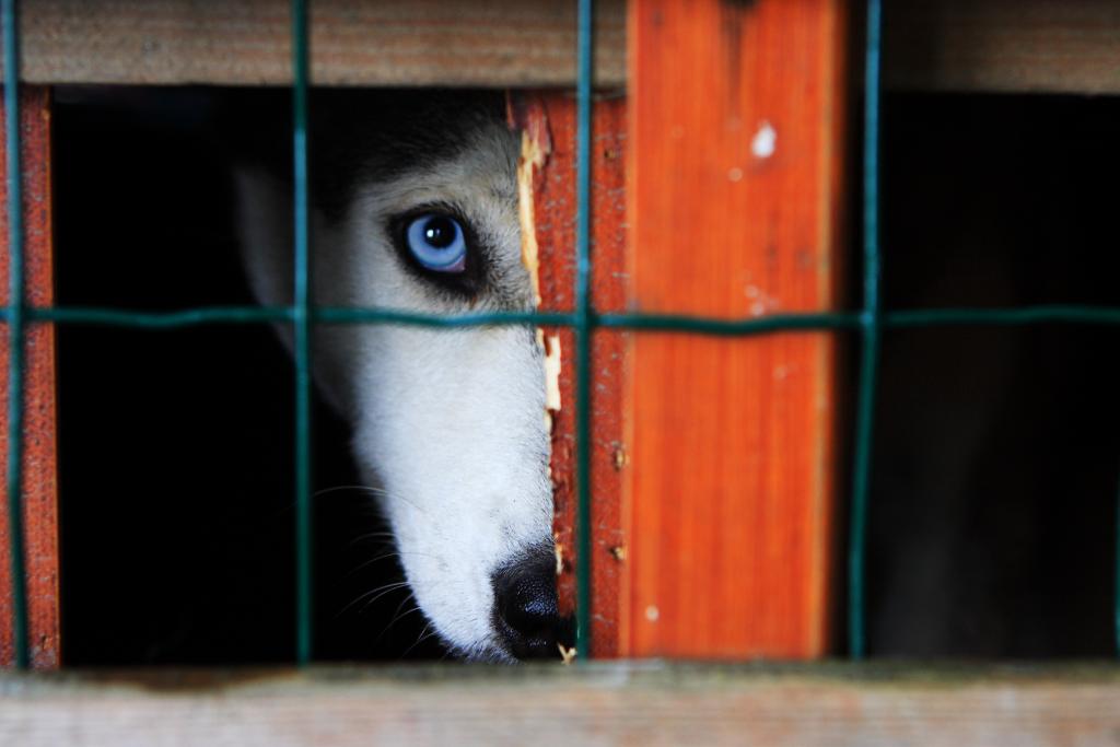 Στοιχεία-σοκ: Μάστιγα η κακοποίηση ζώων στην Ελλάδα