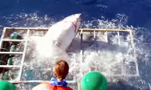 Τρόμος: Λευκός καρχαρίας εισβάλει στο προστατευτικό κλουβί με τον δύτη