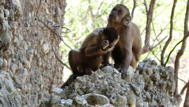 Μαϊμούδες σπάνε πέτρες για να φτιάξουν αιχμηρά εργαλεία