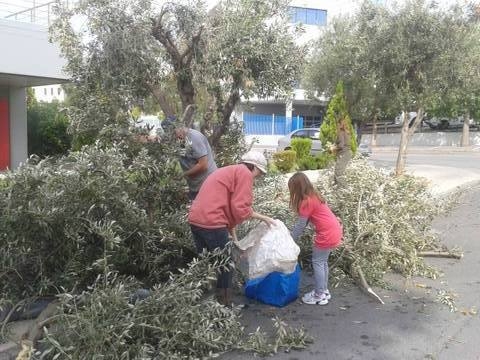 Ελληνικό – Αργυρούπολη: Μαζεύουν τις ελιές της πόλης για τους πολίτες που έχουν ανάγκη