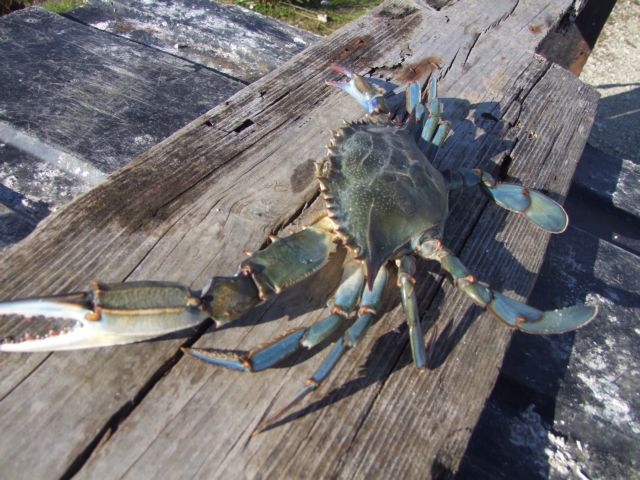 Το μπλε καβούρι απειλεί τις λιμνοθάλασσες της Κέρκυρας