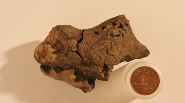 Εντόπισαν για πρώτη φορά απολιθωμένο εγκέφαλο δεινοσαύρου