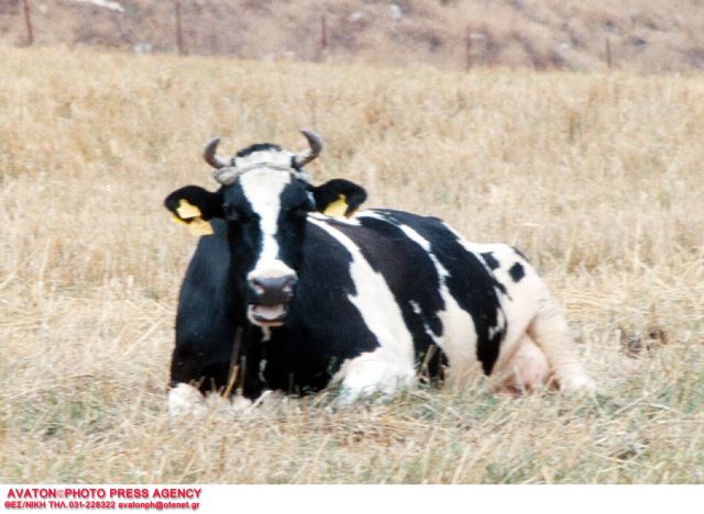 Με τεστ ούρων η διάγνωση της νόσου των τρελών αγελάδων