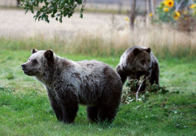 Οικογενειακή συγκέντρωση… αρκούδων