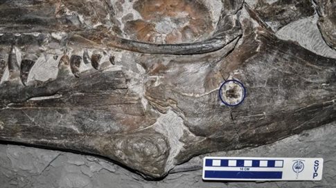 Μάχη τεράτων πριν από 74 εκατομμύρια χρόνια αποτυπώθηκε σε απολίθωμα