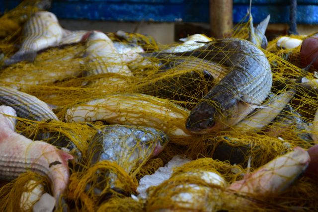 Το 93% των αλιευμάτων της Μεσογείου απειλείται από την υπεραλίευση