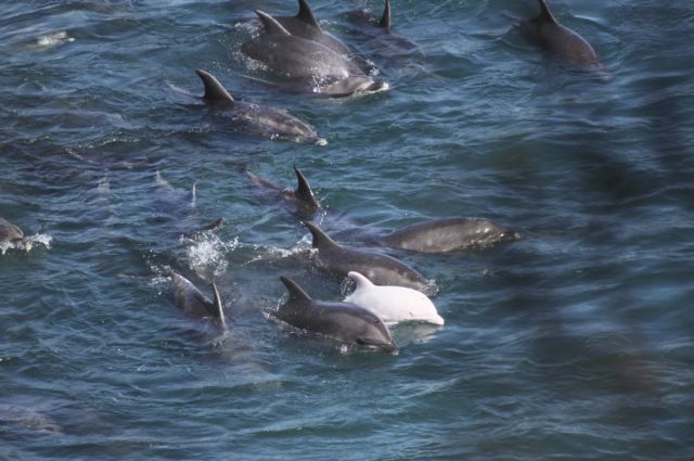 Περισσότερα από 80 δελφίνια πέθαναν στις ακτές της Φλόριντα