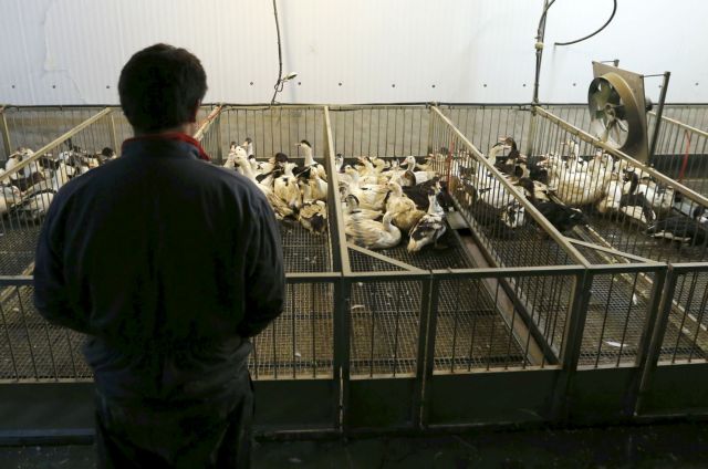 Σε συναγερμό ο Παγκόσμιος Οργανισμός Υγείας για την γρίπη των πτηνών