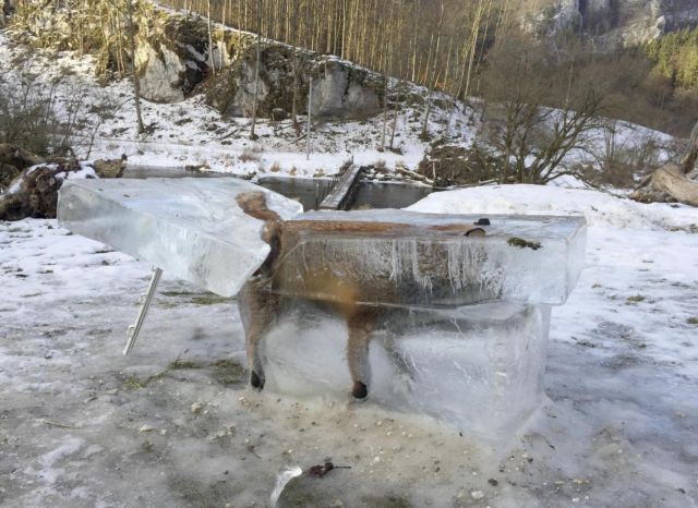 Ψύχος στην Ευρώπη: Ο Δούναβης και η αλεπού που έγινε παγοκολώνα!