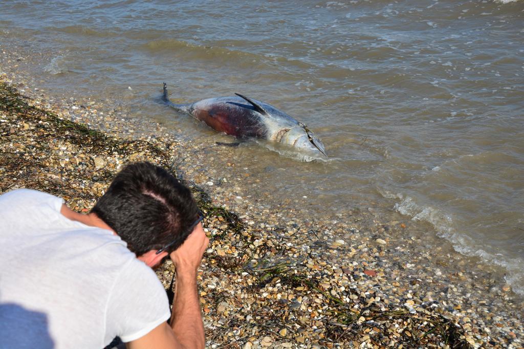 Θεσσαλονίκη: Νεκρό δελφίνι εντοπίστηκε στην περιοχή του Σταυρού