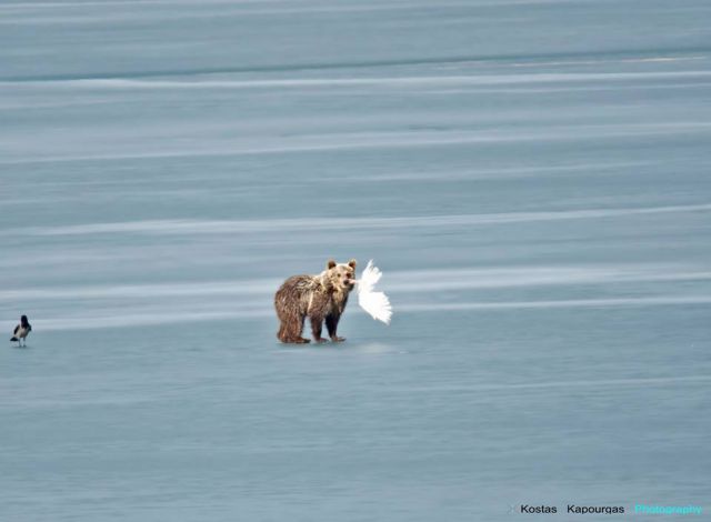 Καστοριά: Η αρκούδα, ο κύκνος και ο θαλασσαετός