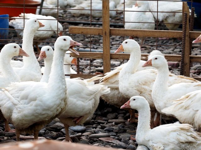 Γαλλία: Θα θανατωθούν 600.000 πάπιες εξαιτίας της γρίπης των πτηνών