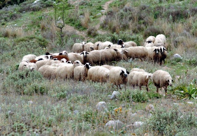 Κρήτη: Αδέσποτα σκυλιά κατασπάραξαν 30 πρόβατα