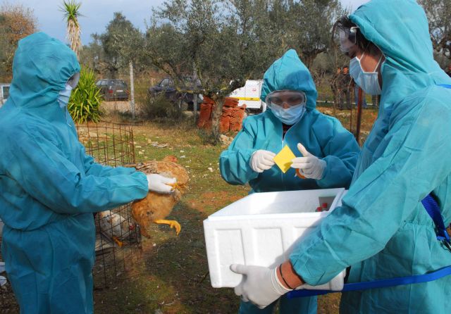 Κρούσμα γρίπης των πτηνών σε μονάδα οικόσιτων πουλερικών στην Ακρινή Κοζάνης