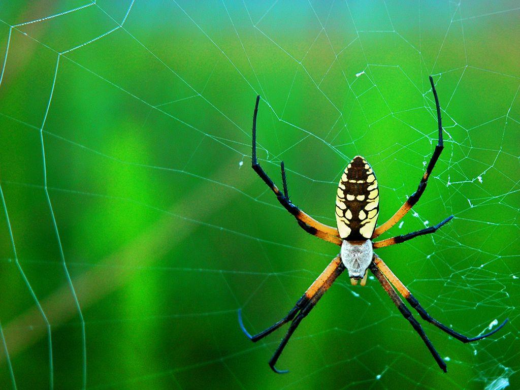 Δηλητήριο θανατηφόρας αράχνης πιθανό «αντίδοτο» στις βλάβες από εγκεφαλικό