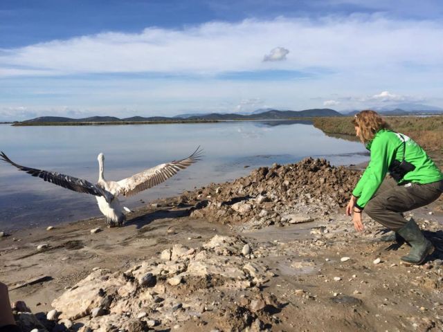 Αργυροπελεκάνος με πομπό, νεκρός στο Δέλτα Αξιού