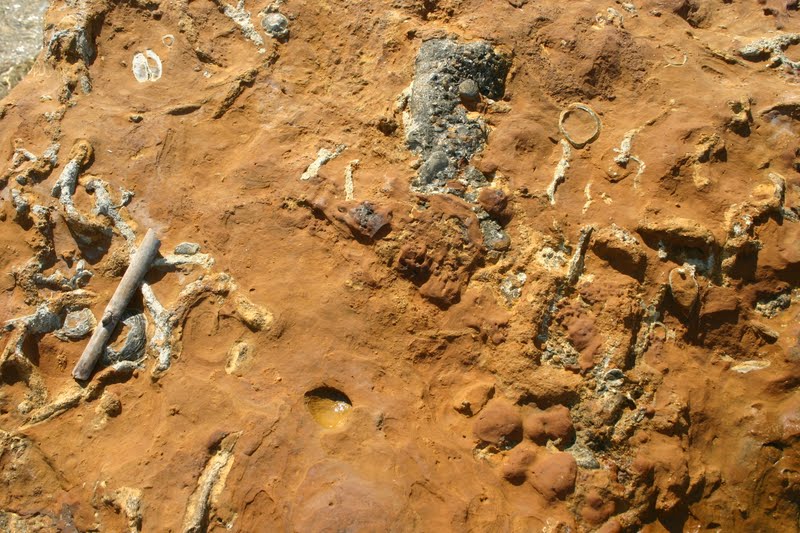 Ανακαλύφθηκαν απολιθώματα από φύκη ηλικίας 1,6 δισεκατομμυρίων ετών