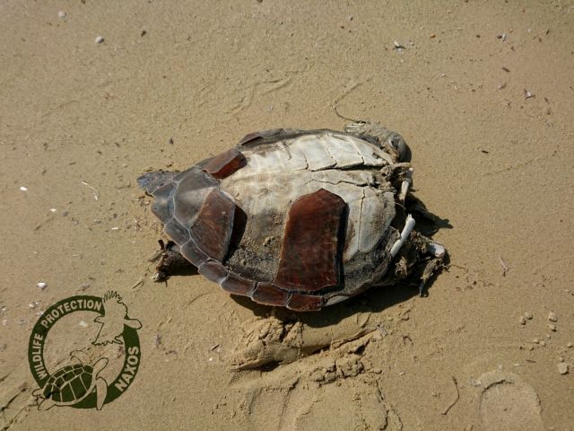 Δέκα αποκεφαλισμένες θαλάσσιες χελώνες βρέθηκαν στη Νάξο