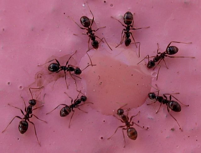 Οταν τα μυρμήγκια σώζουν τους «στρατιώτες» τους στο πεδίο της μάχης