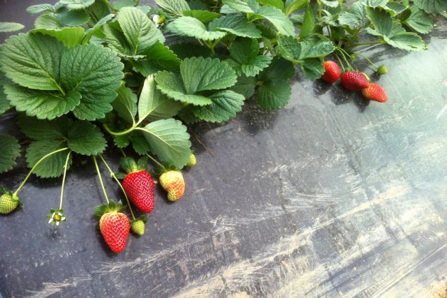 Πειραιάς: Δέσμευση δύο τόνων φράουλας χωρίς σήμανση
