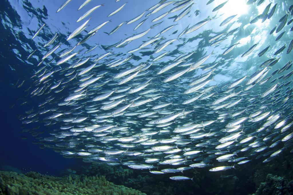 Μειώθηκαν τα αποθέματα ψαριών στη Μεσόγειο τα τελευταία 50 χρόνια