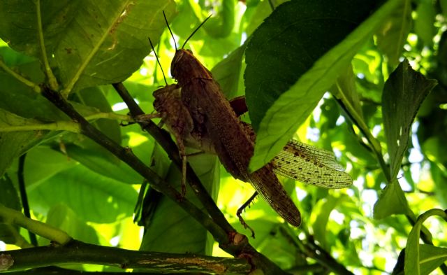 Σε κατάσταση έκτακτης ανάγκης ο Αγιος Ευστράτιος λόγω ακρίδων