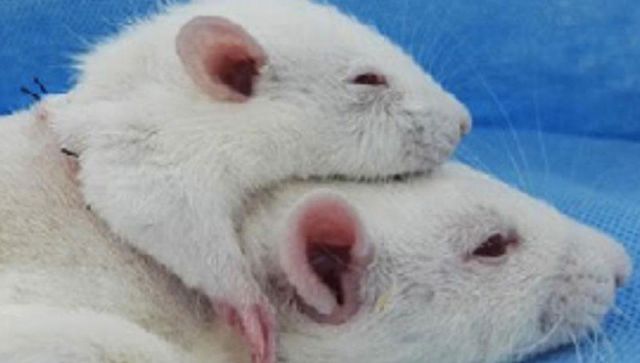 Πρώτη μεταμόσχευση κεφαλιού σε αρουραίο