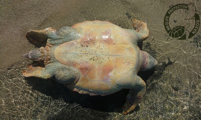 Νάξος: Σκότωσαν και 13η θαλάσσια χελώνα