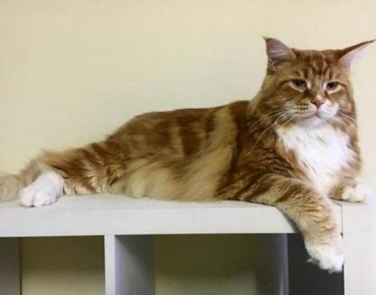 Αυστραλία: Μήκος 1,20μ. και βάρος 14 κιλών έχει η μεγαλύτερη γάτα στον κόσμο