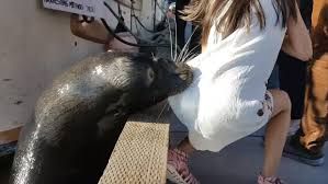 Καναδάς: Θαλάσσιο λιοντάρι τράβηξε στο νερό κοριτσάκι που καθόταν σε προβλήτα