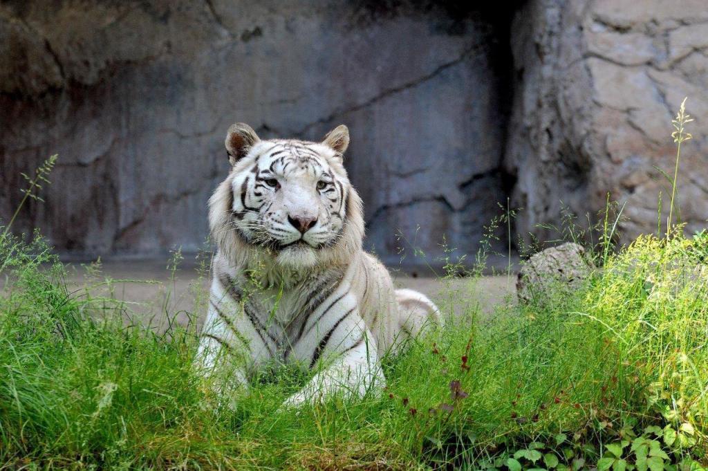 Βρετανία: Τίγρη σκότωσε μια φύλακα ζωολογικού κήπου