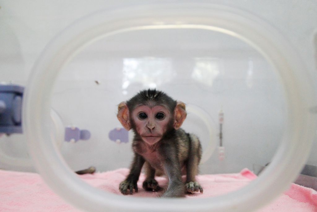 Εμβόλιο κατά της ηρωίνης δοκιμάστηκε σε μαϊμούδες
