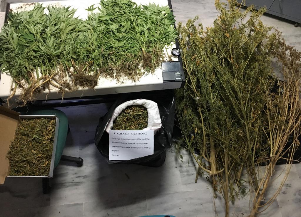 Συνελήφθη 42χρονος με 248 χασισόδεντρα στην αυλή του σπιτιού του